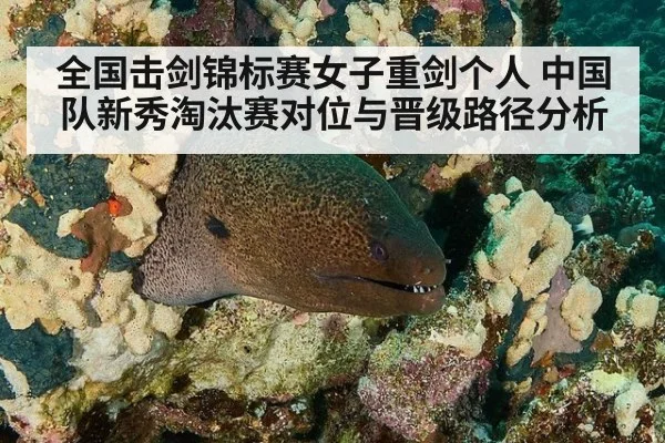 全国击剑锦标赛女子重剑个人 中国队新秀淘汰赛对位与晋级路径分析